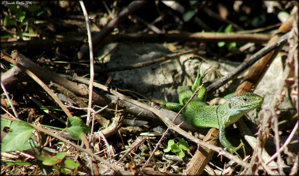 Lacerta bilineata, femmina adulta